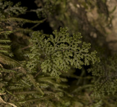 Hymenophyllum plicatum