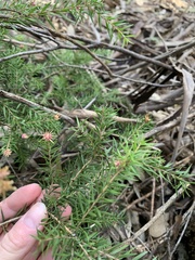 Melaleuca nodosa