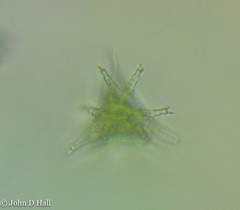 Staurastrum furcigerum