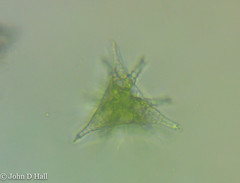 Staurastrum furcigerum