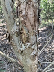 Melaleuca nodosa