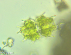 Xanthidium cristatum