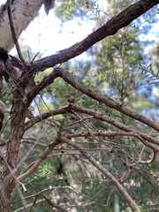 Melaleuca nodosa