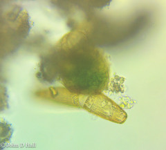 Penium margaritaceum