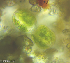 Cosmarium pseudoconnatum