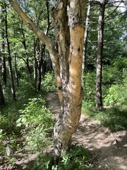 Betula dauurica