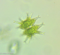 Staurastrum furcigerum