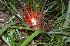 Bromelia serra