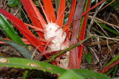 Bromelia serra