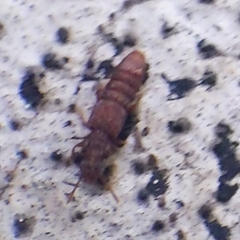 Osoriinae