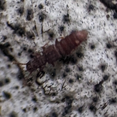 Osoriinae