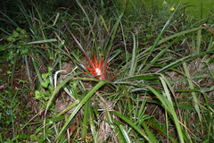 Bromelia serra