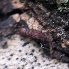 Osoriinae