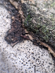 Osoriinae