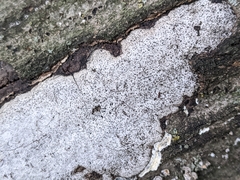 Osoriinae