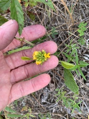 Rhynchosia tomentosa