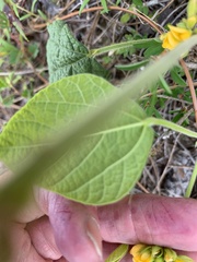 Rhynchosia tomentosa