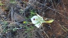 Calochortus eurycarpus