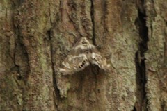 Petrophila canadensis