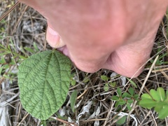 Rhynchosia tomentosa