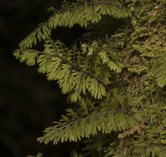 Hymenophyllum dentatum image