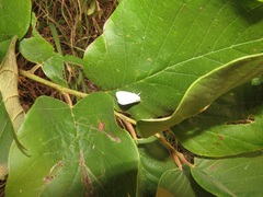 Annona senegalensis