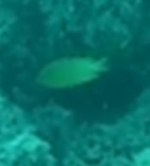 Plectroglyphidodon gascoynei