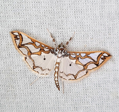 Polythlipta cerealis