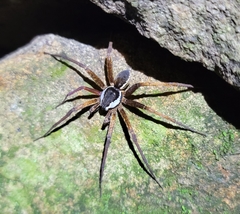 Dolomedes