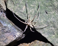 Heteropoda venatoria