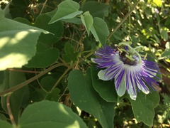 Passiflora arida