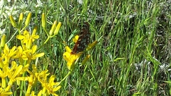 Euphydryas