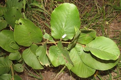 Annona senegalensis