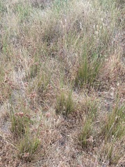 Juncus occidentalis