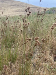 Juncus occidentalis