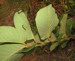 Annona senegalensis