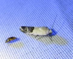 Ponometia phecolisca