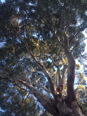Eucalyptus gunnii