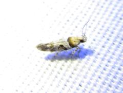 Aristotelia devexella