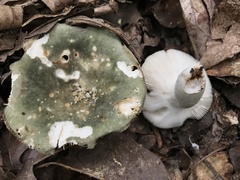 Russula subgraminicolor