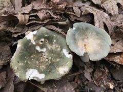 Russula subgraminicolor