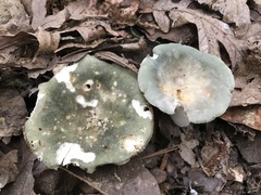 Russula subgraminicolor
