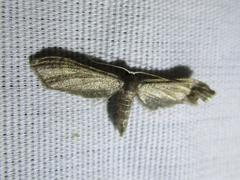 Protoproutia laredoata