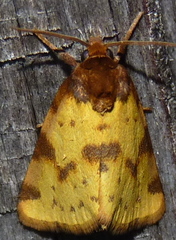 Azenia obtusa