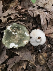 Russula subgraminicolor