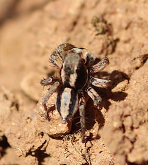 Aelurillus luctuosus