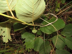 Annona senegalensis