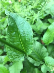 Bistorta officinalis