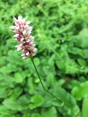 Bistorta officinalis