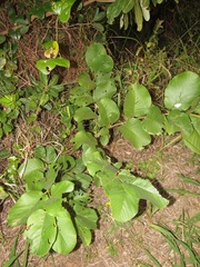 Annona senegalensis